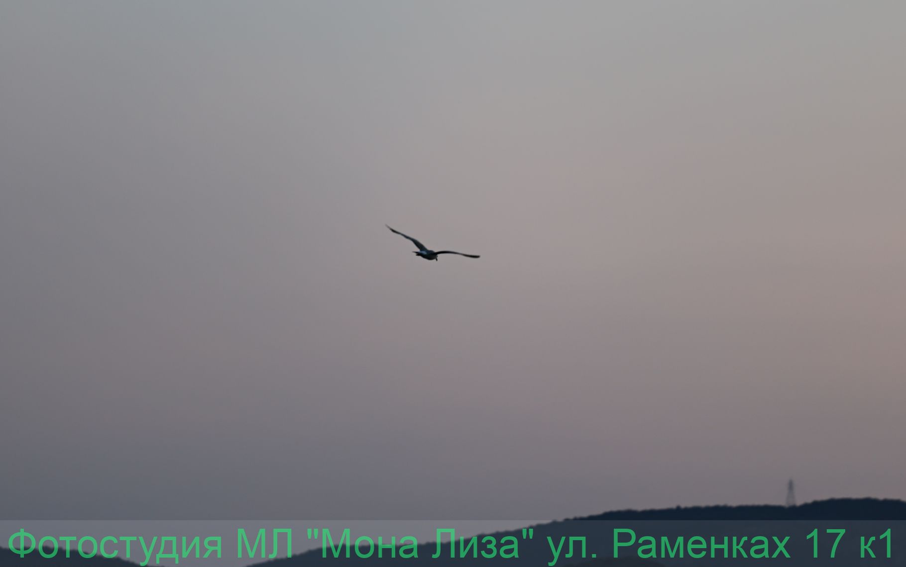 Животные и птицы