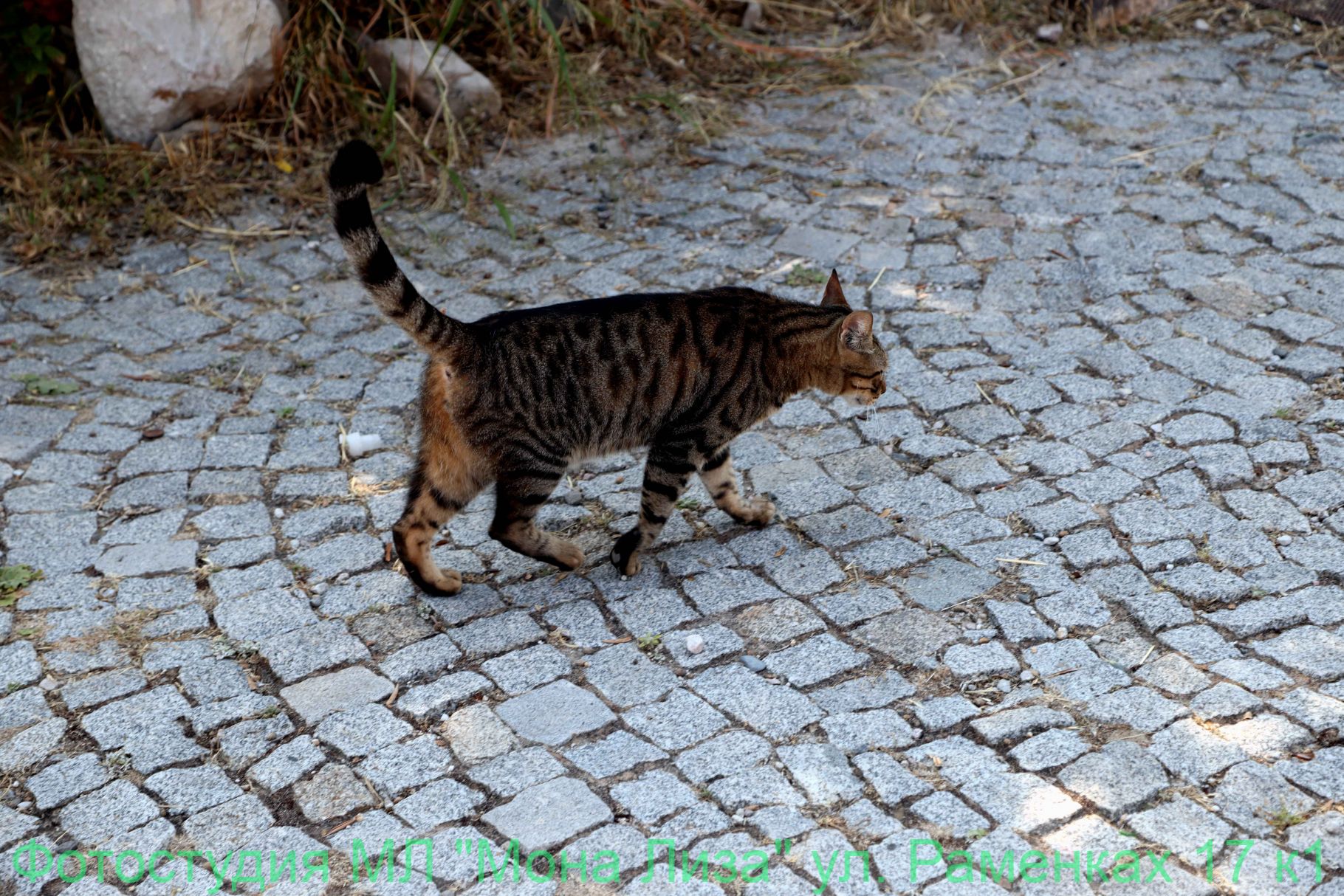 Животные и птицы