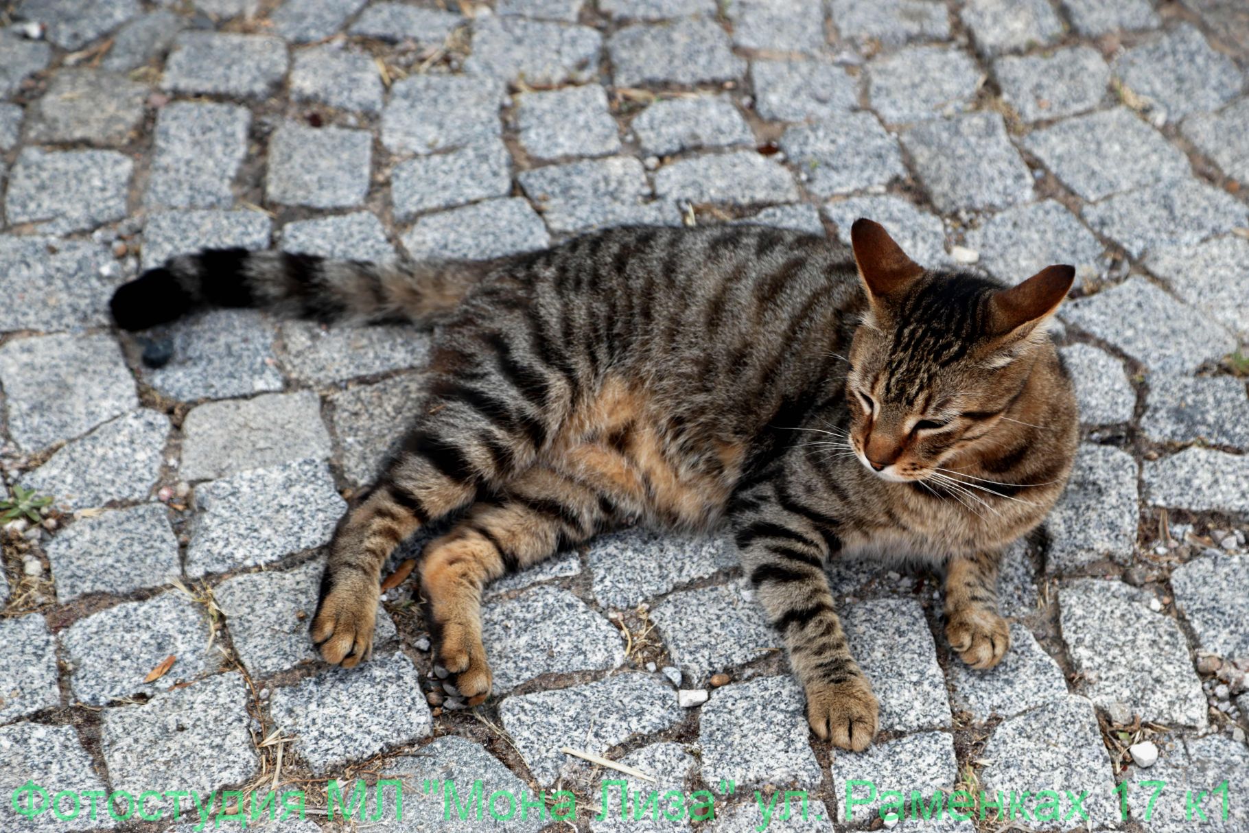 Животные и птицы