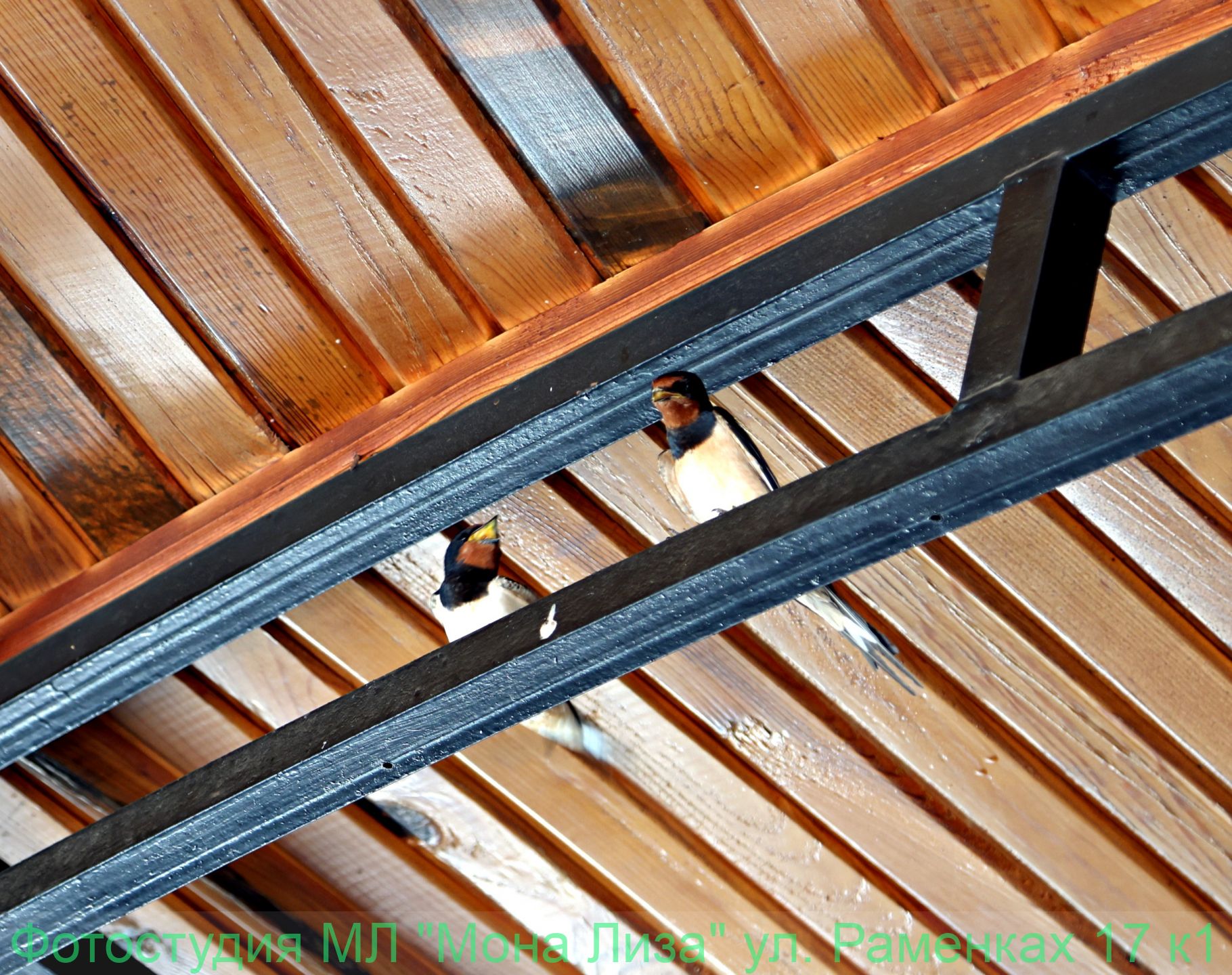 Животные и птицы