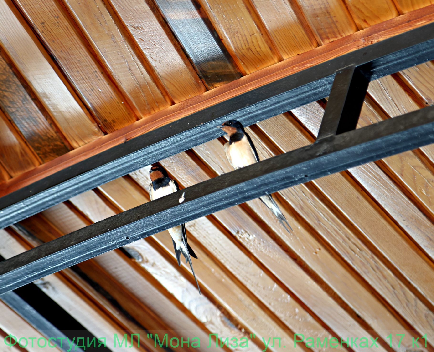 Животные и птицы