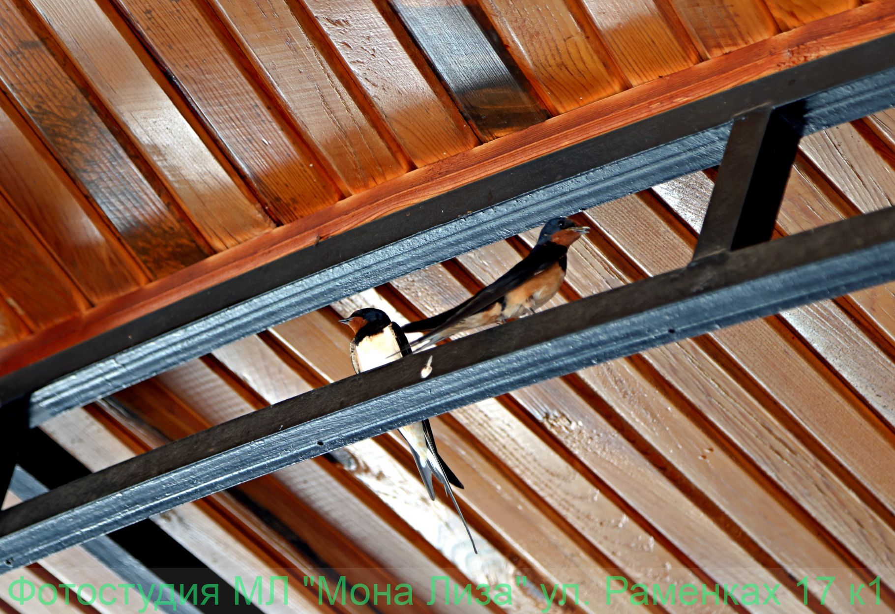 Животные и птицы