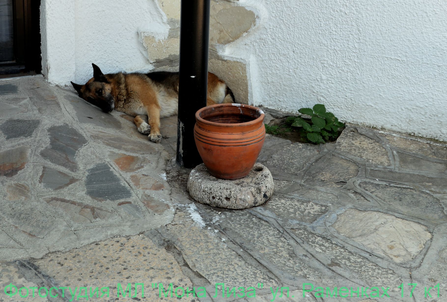 Животные и птицы