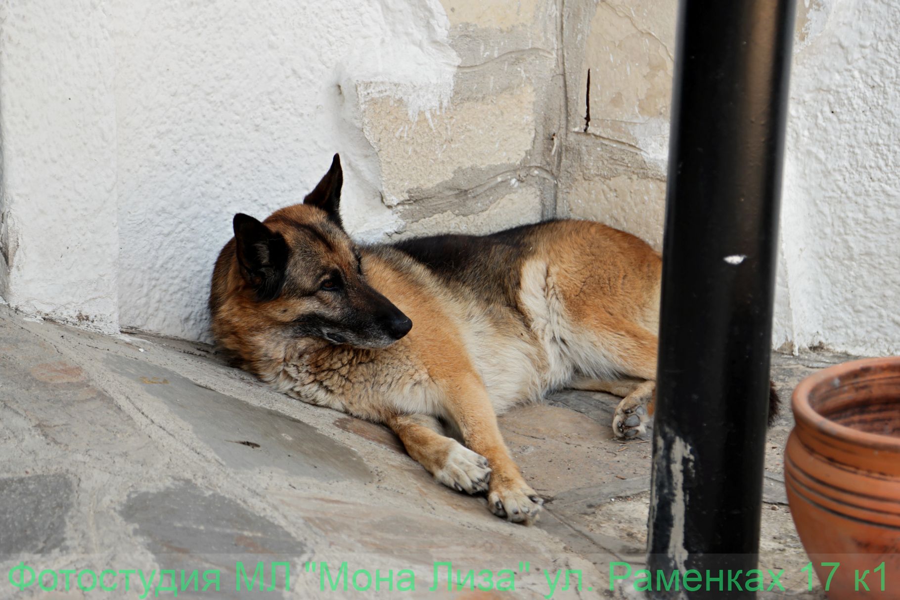 Животные и птицы