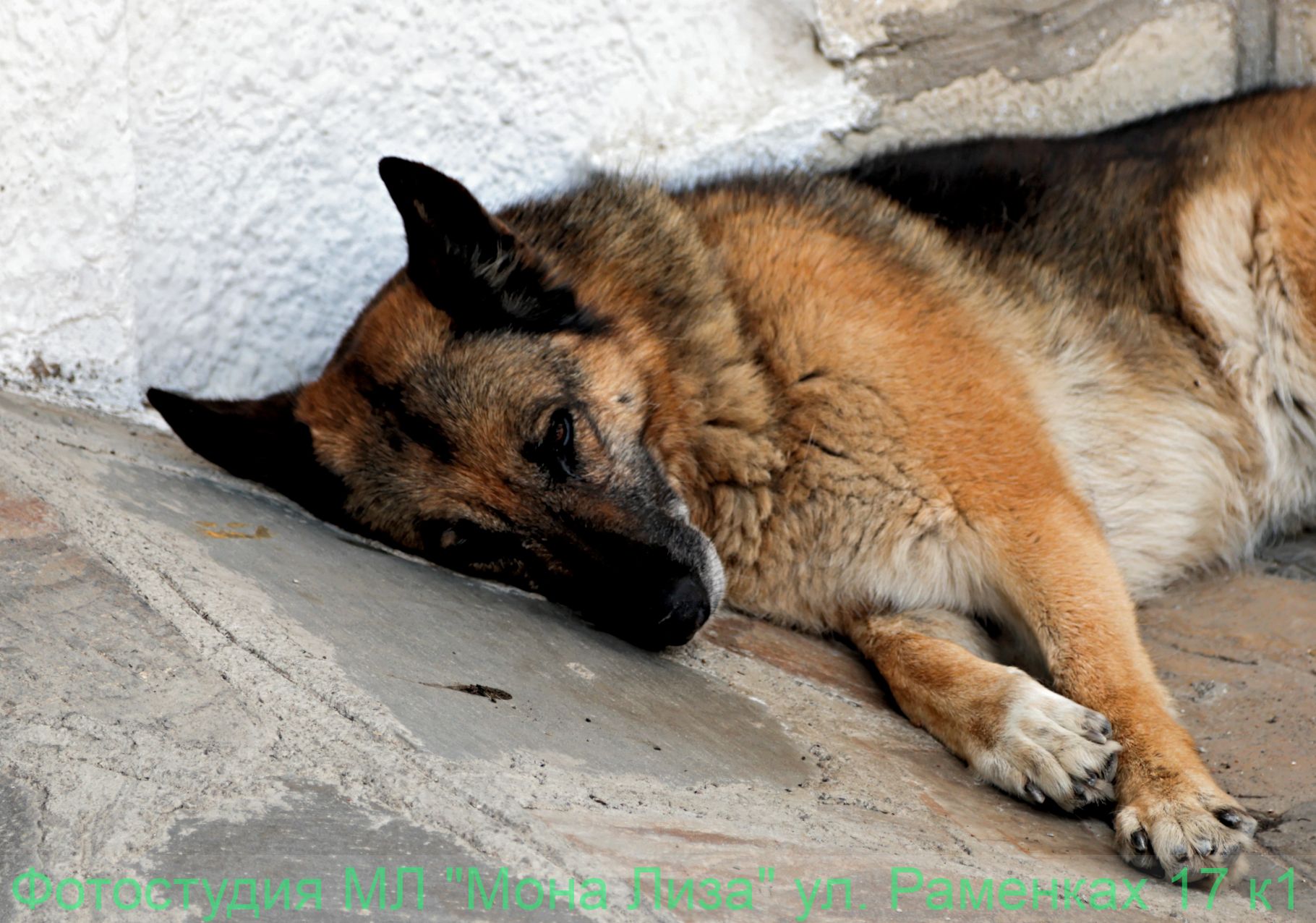 Животные и птицы