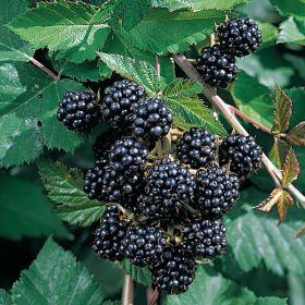 Ежевика Эбони