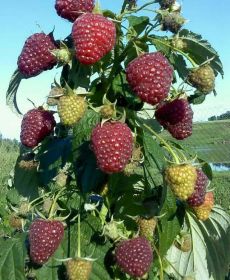 Малина Полана