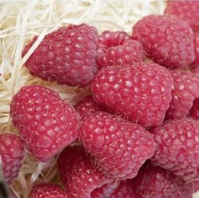 Малина Брайс Brice