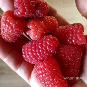 Малина Бриллиантовая