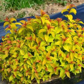 Спирея Мерло Голд (Merlo Gold)