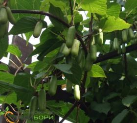 Актинидия коломикта Вафельная (жен.)