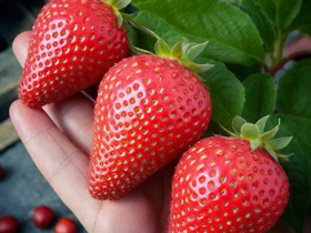 Земляника Альба