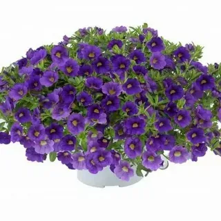 Калибрахоа Lia Blue