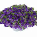 Калибрахоа Lia Blue