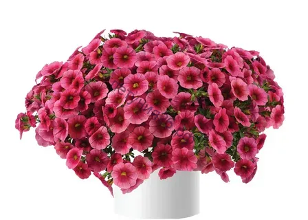 Калибрахоа Colibri Malibu Pink