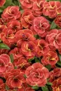 Calibrachoa - Superbells ® Double Redstone