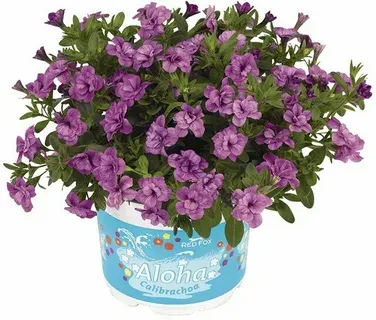 Калибрахоа Дабл Лавандер
