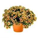 Калибрахоа Hula Gold Medal