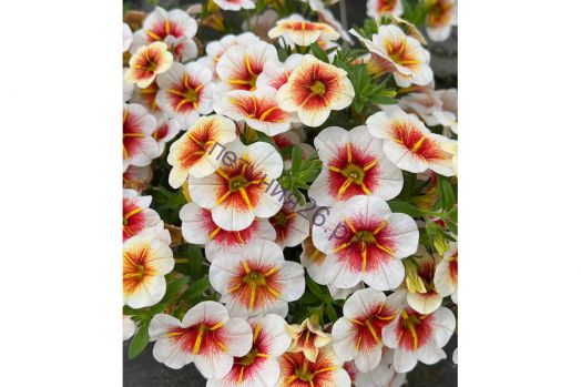 Калибрахоа Calitastic Cappuccino