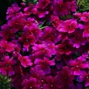 Вербена LASCAR BURGUNDY