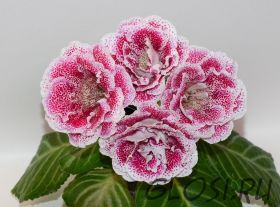 ЕН-Девчонка с Веснушками (сел.Е.Николаева)