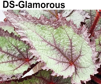 Бегония DS-Glamorous