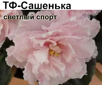 ТФ-Сашенька спорт