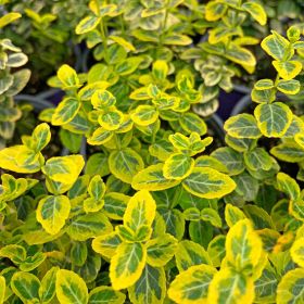 Бересклет Форчуна Emerald Gold