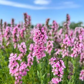 Иссоп лекарственный Roseus