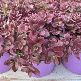 Очиток гибридный Firecracker