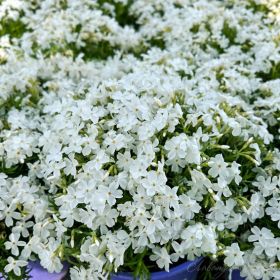 Флокс шиловидный White Delight