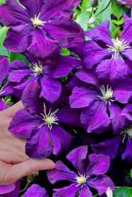 Клематис Polish Spirit Полиш Спирит