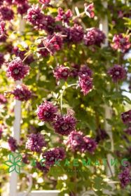 Клематис Пурпуреа Плена Элеганс Purpurea Plena Elegans