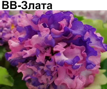 ВВ-Злата (З.Герасимчук)