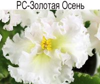 РС-Золотая Осень