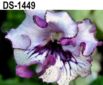 DS-1449 (Диметрис)