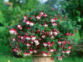 Фуксия Sir Matt Busby