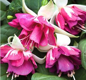 Фуксия Flying Scotsman