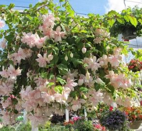 Фуксия Pink Marshmallow