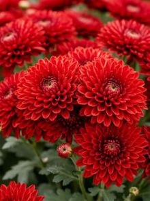 Хризантема мультифлора Cruise Cherry