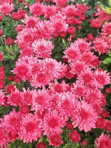 Хризантема мультифлора Branhill Cherry