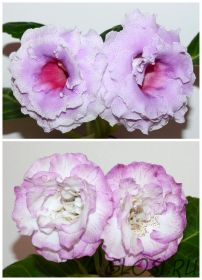 ЕН-Розовый Парафин/ЕН-Иней на Ресницах