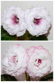 ЕН-Сон в Раю/ЕН-Крылья Фламинго