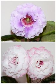 ЕН-Волшебная Страна/ЕН-Крылья Фламинго