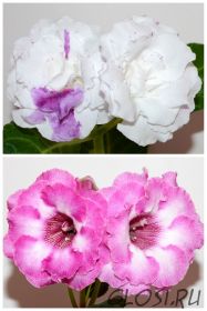 ЕН-Фантазия Дождя/ЕН-Дюймовочка