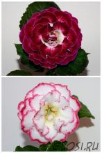 ЕН-Вино и Розы/ЕН-Флейта Аурелии