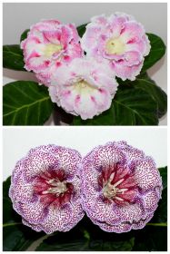 ЕН-Акварельные Узоры/ЕН-Венецианский Купец