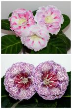 ЕН-Акварельные Узоры/ЕН-Венецианский Купец