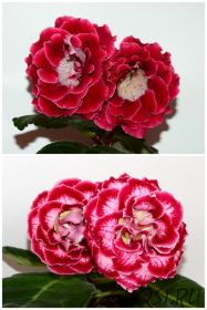 ЕН-Яхонтовое Сердце/ЕН-Королева Сердец