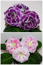 ЕН-Роялти/ЕН-Акварельные Узоры